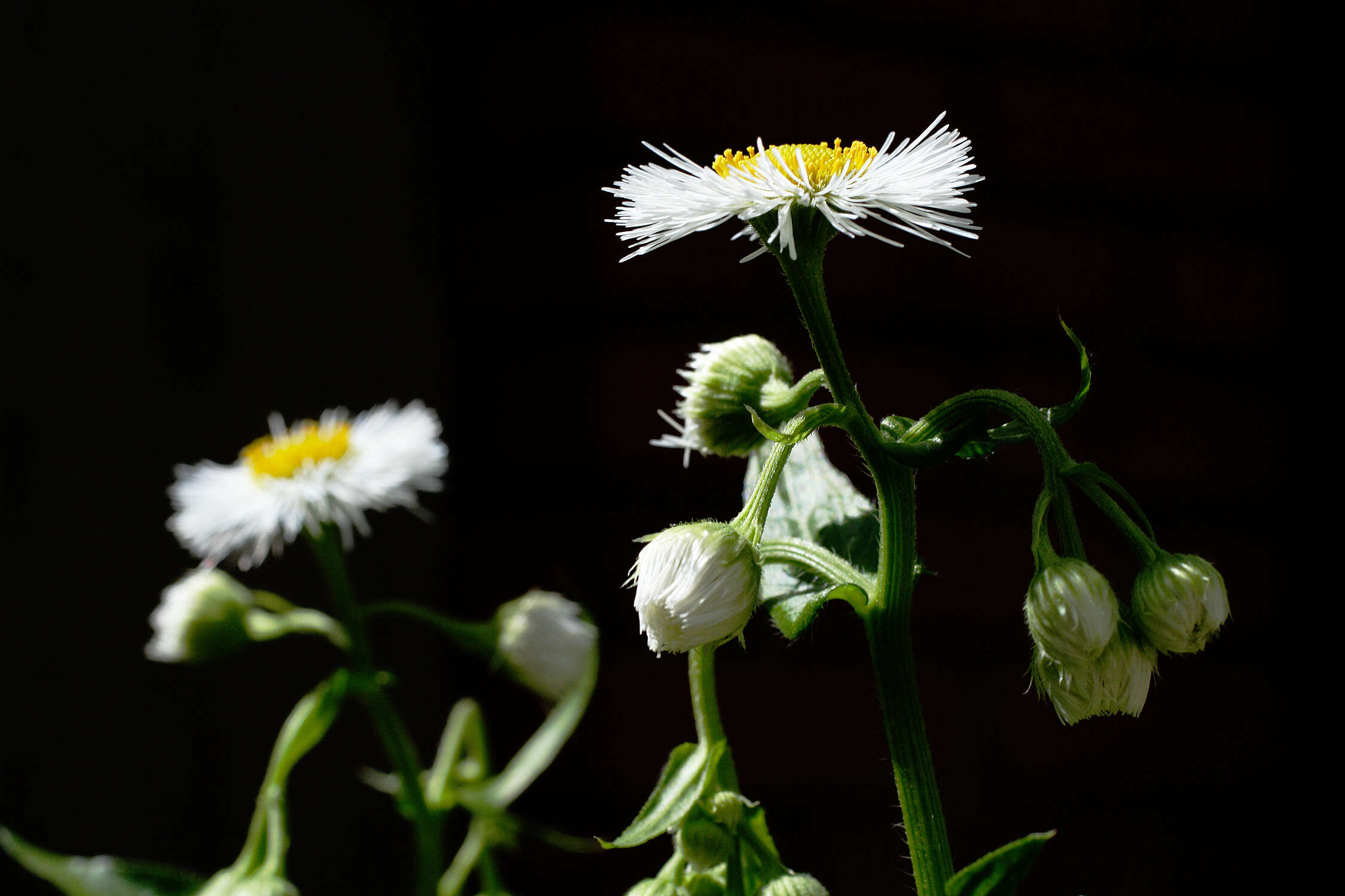 Image of eastern daisy fleabane