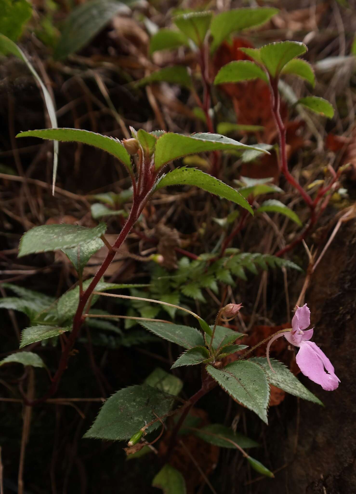 Image of Impatiens cecilii N. E. Br.