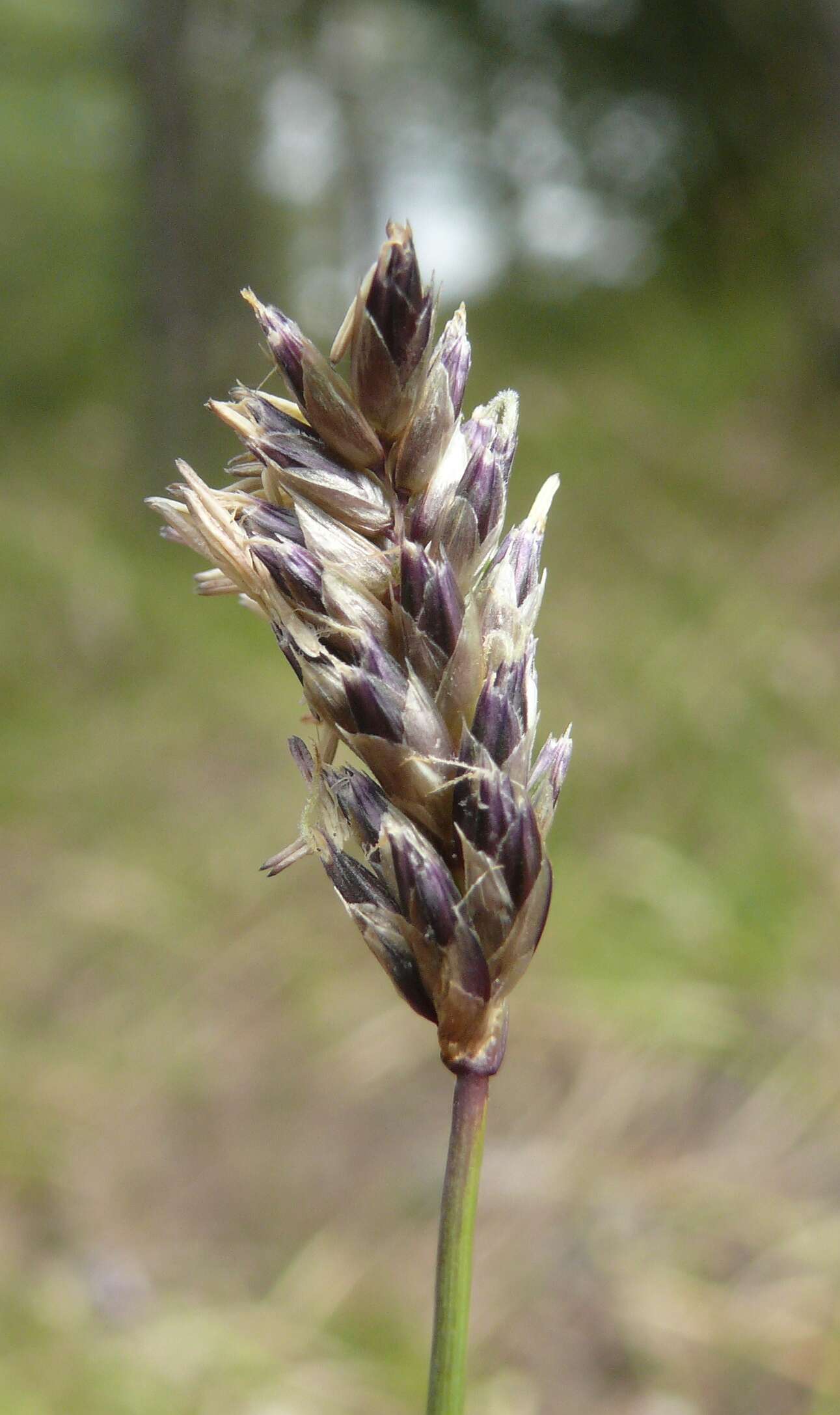 Image of blue moor-grass