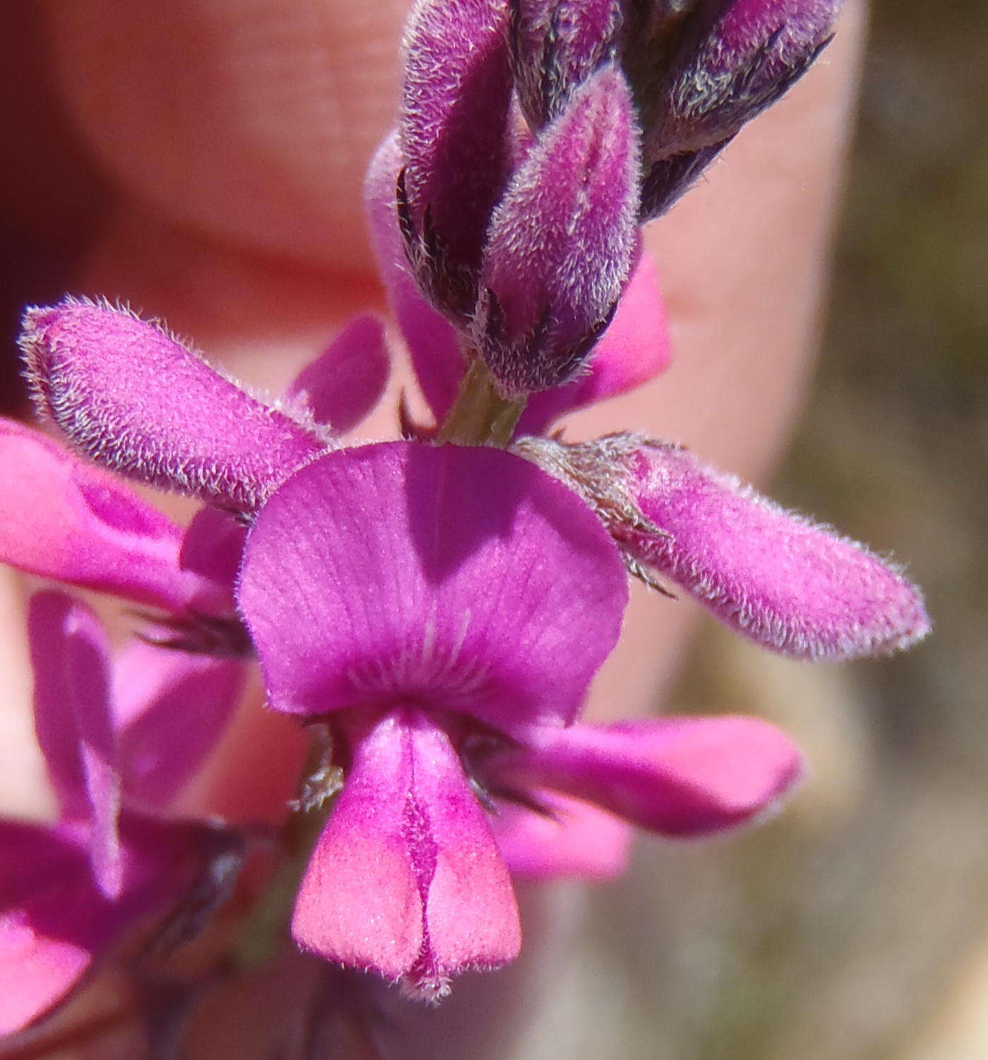 Слика од Indigofera declinata E. Mey.