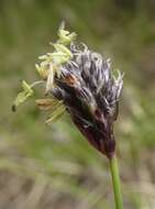 Image of blue moor-grass