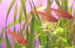 Image of Ember tetra