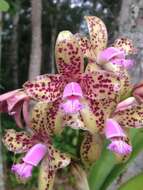 Image of Spotted Cattleya