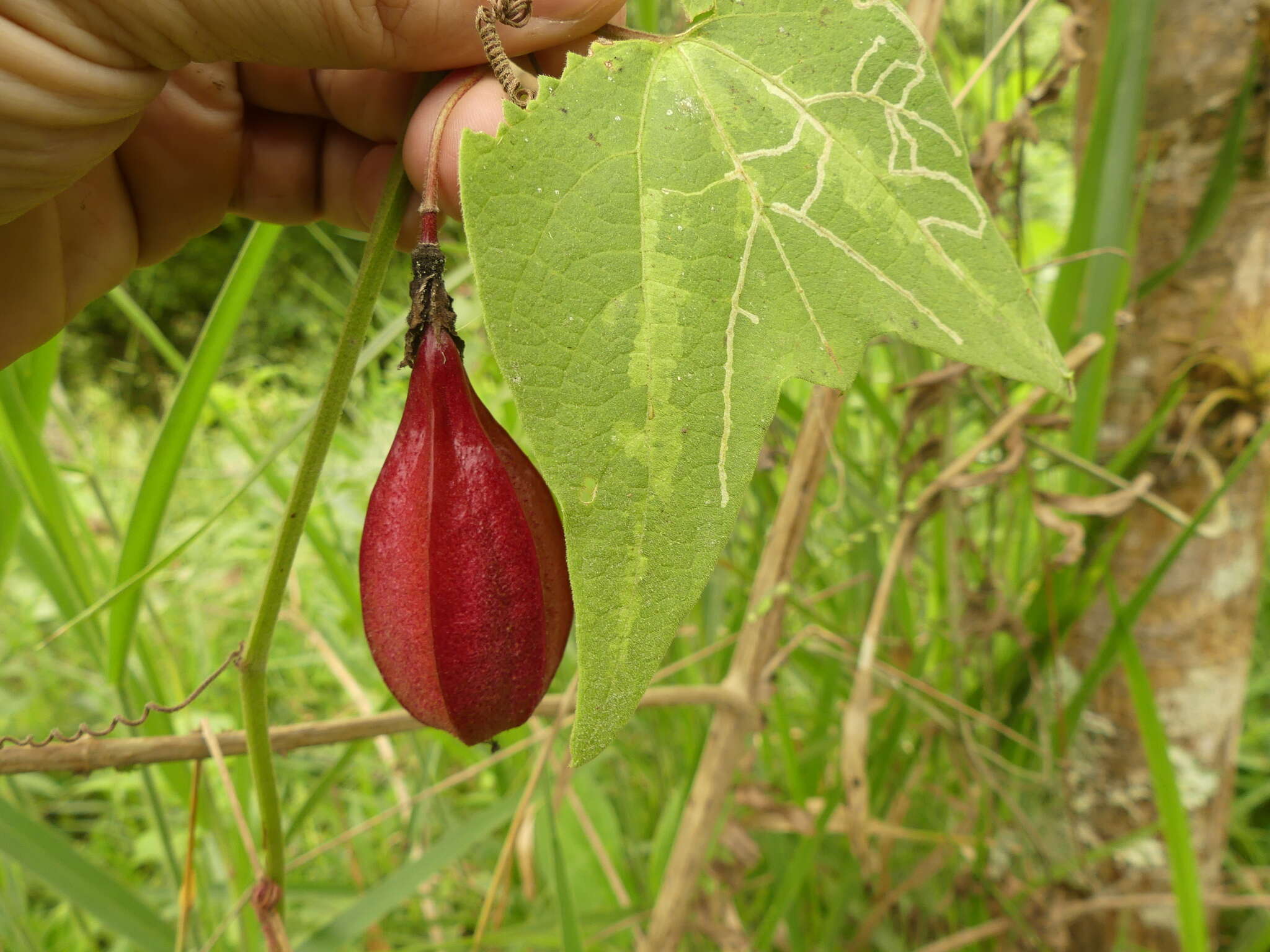 Image de Passiflora cisnana Harms