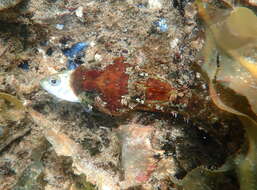 Image of Round-nosed sculpin