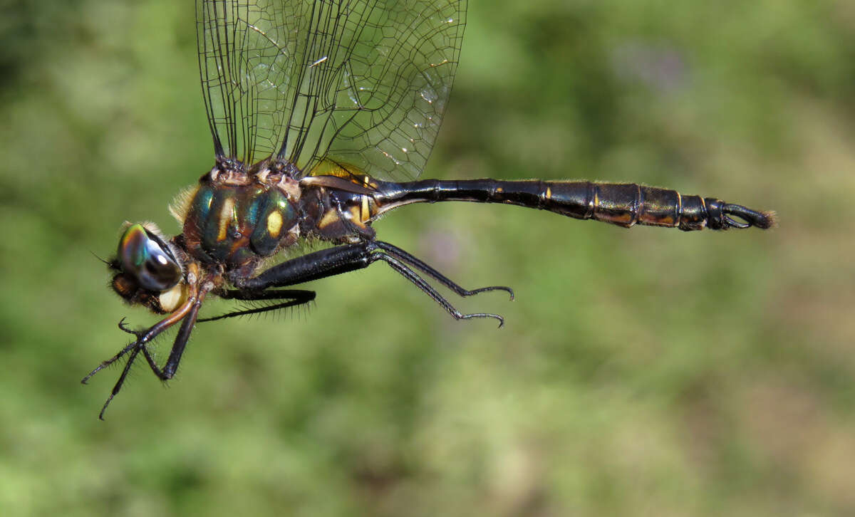 Image of Brush-tipped Emerald