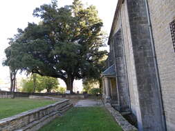 Image of Holm Oak