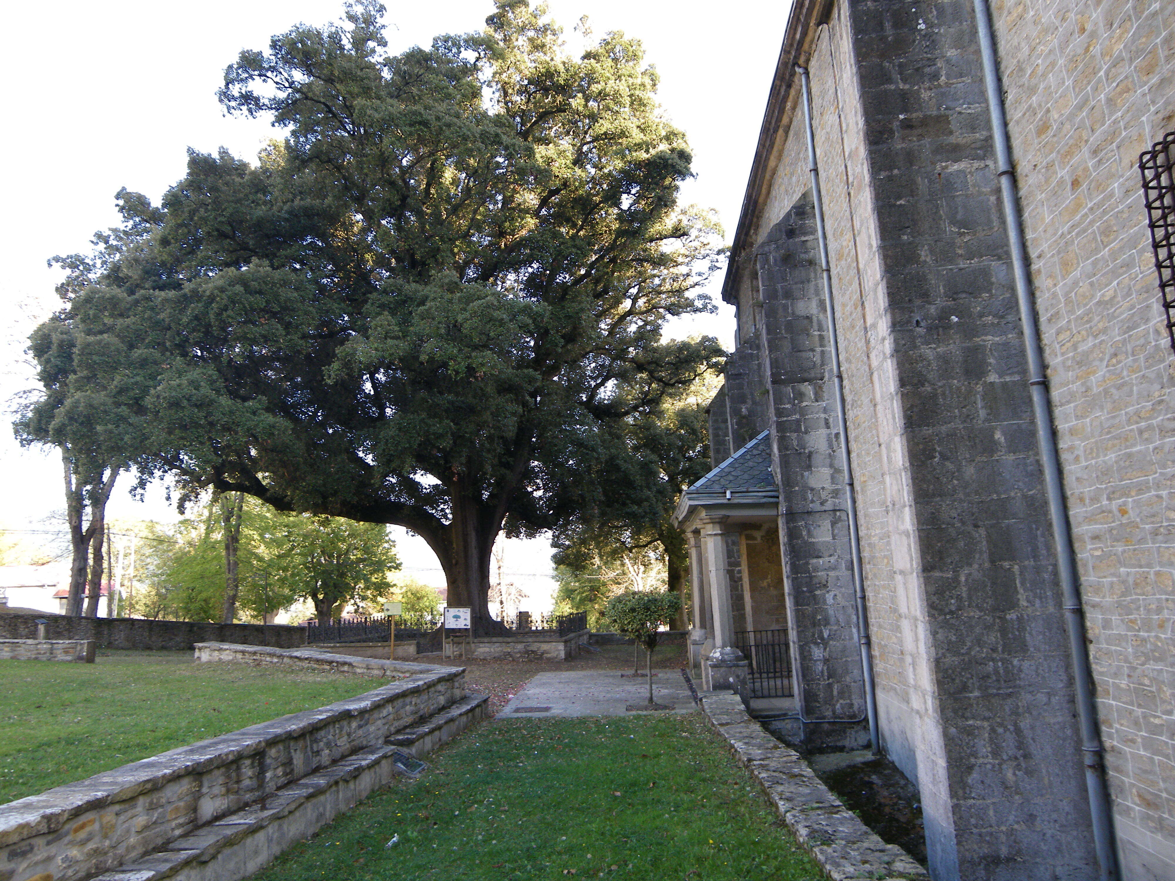 Image of Holm Oak