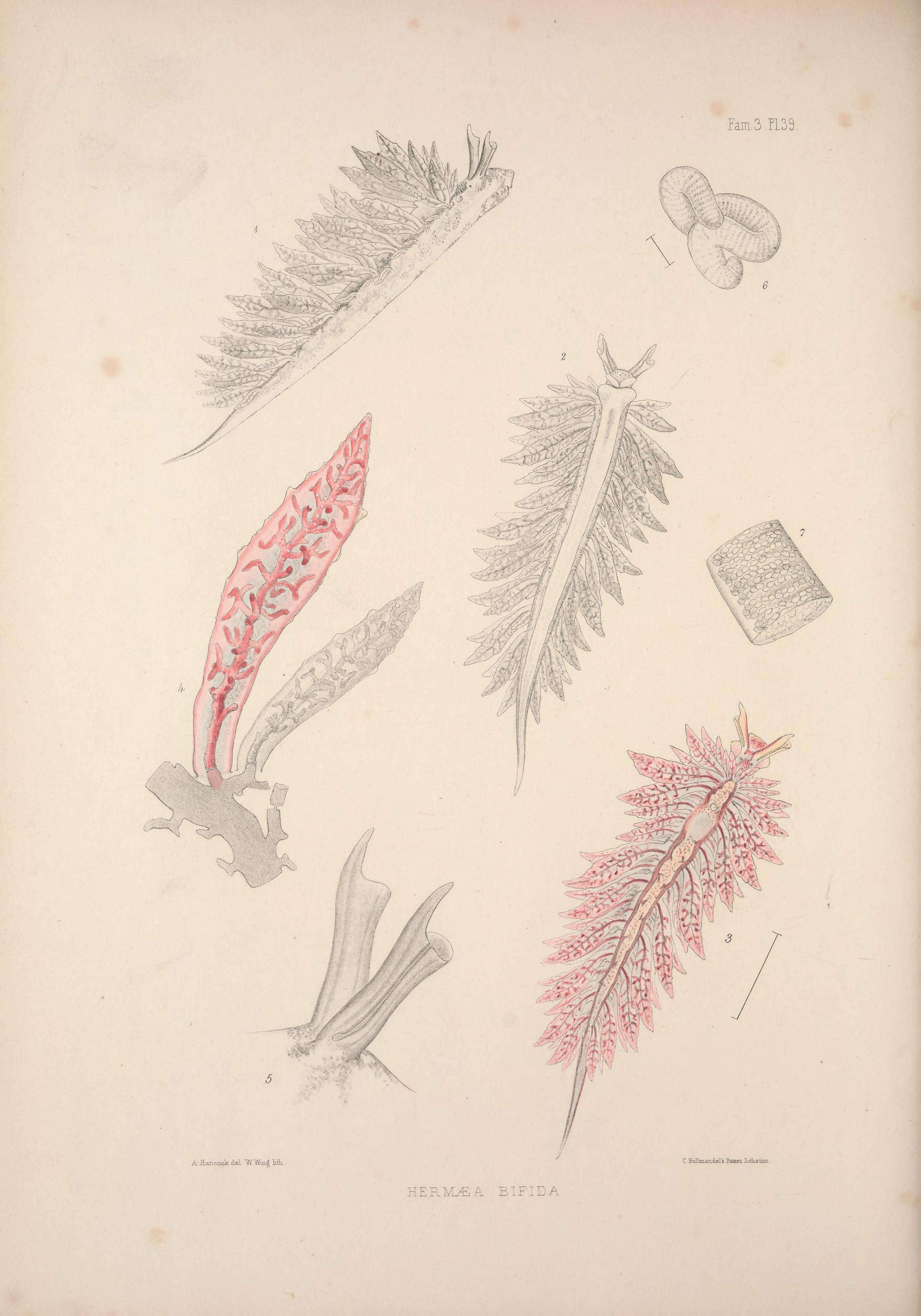 Image of Hermaea bifida (Montagu 1816)
