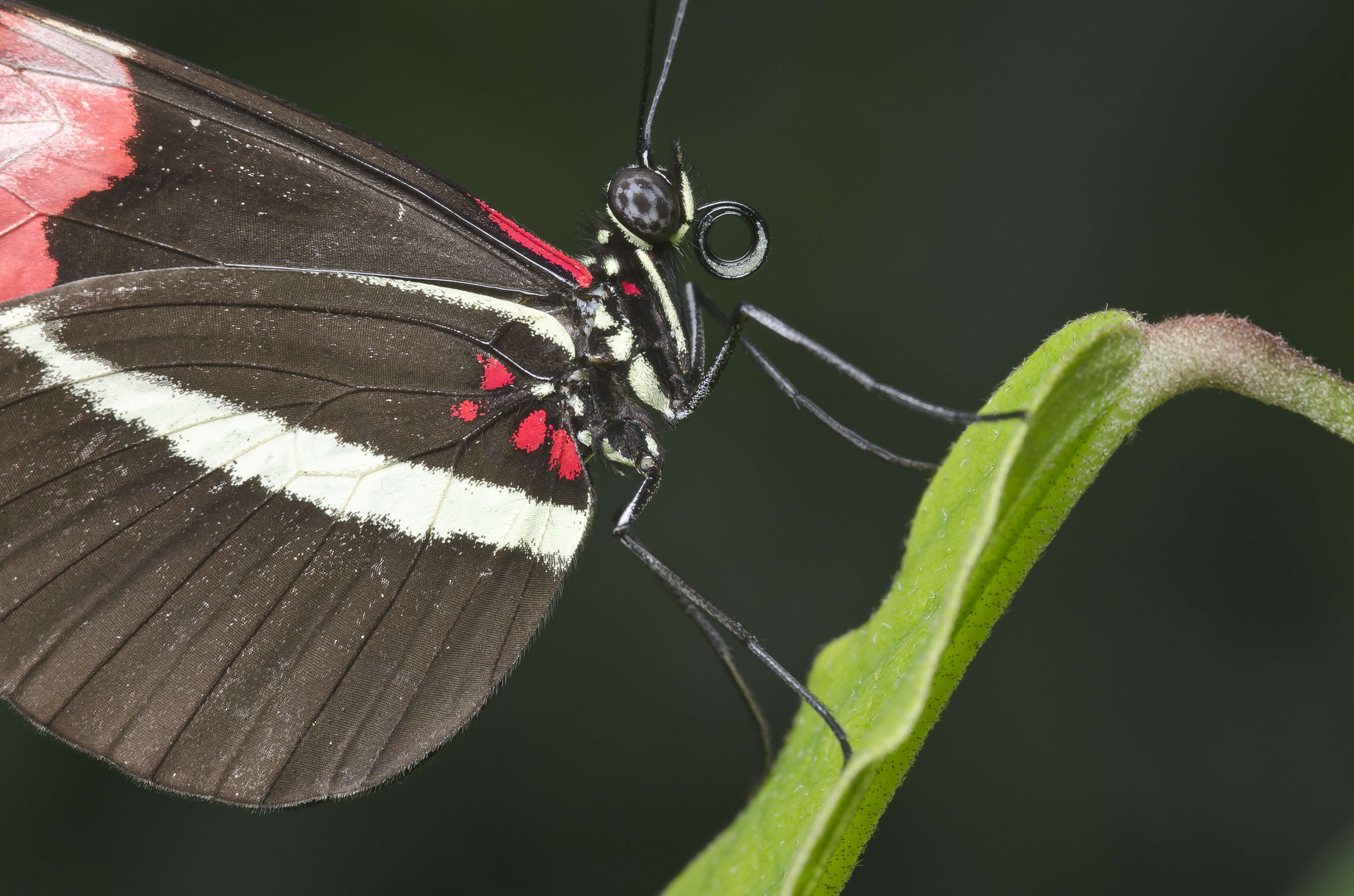 Image of Crimson Patched Longwing