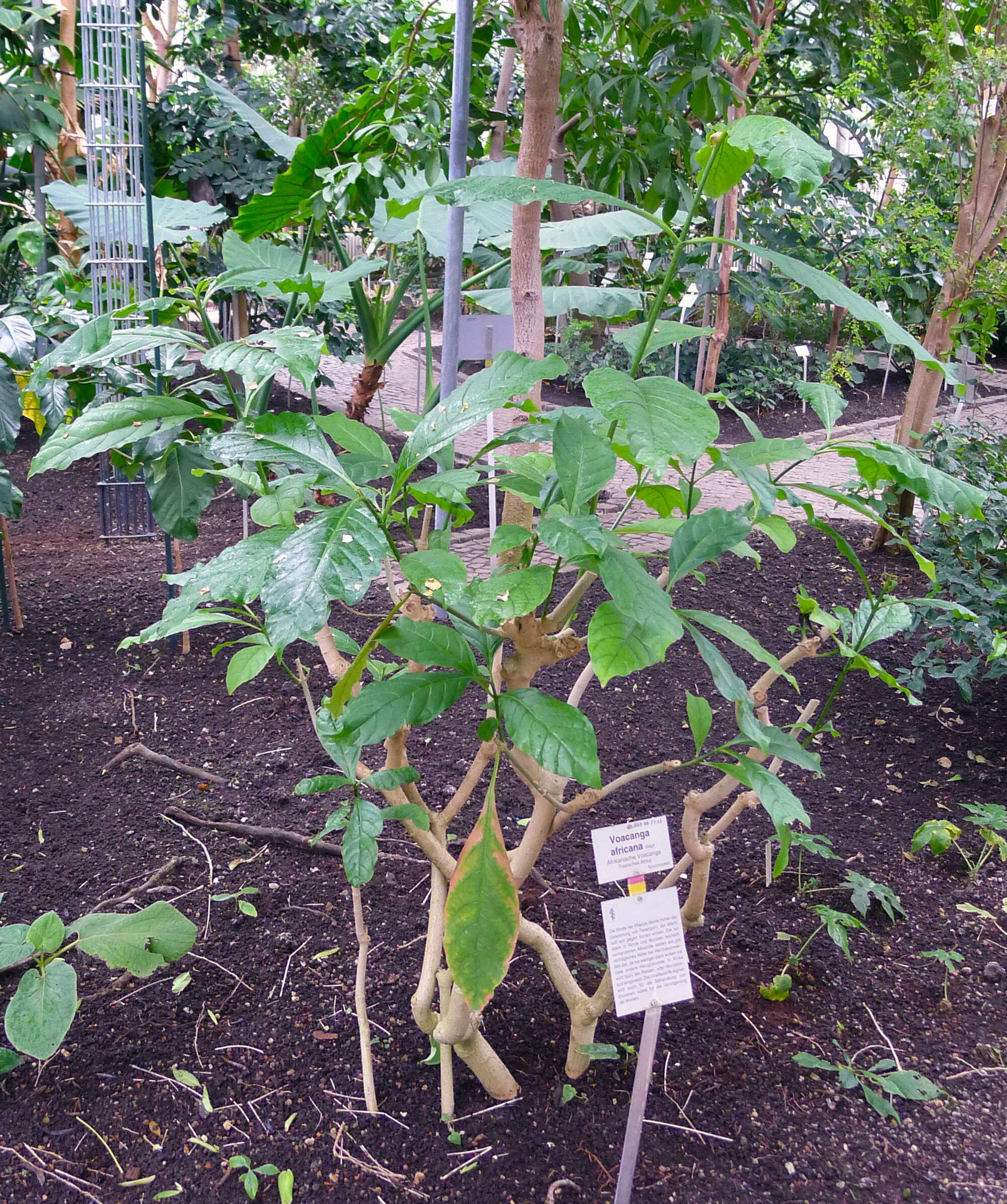 Image of Small-fruited voacanga