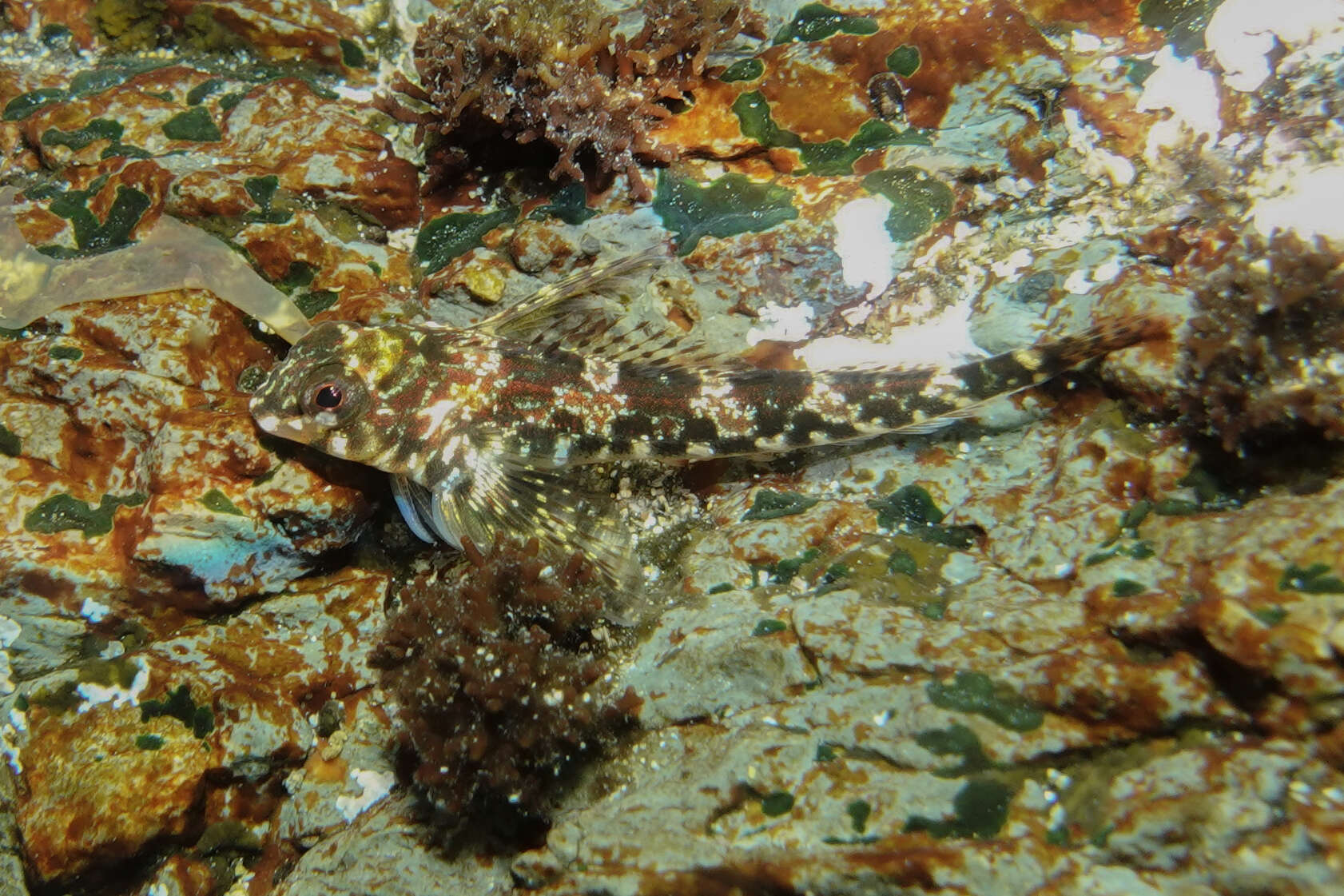 Image of Mottled Twister