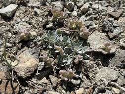 Image of Washington twinpod