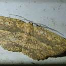 Plancia ëd Borbacha euchrysa Lower 1894