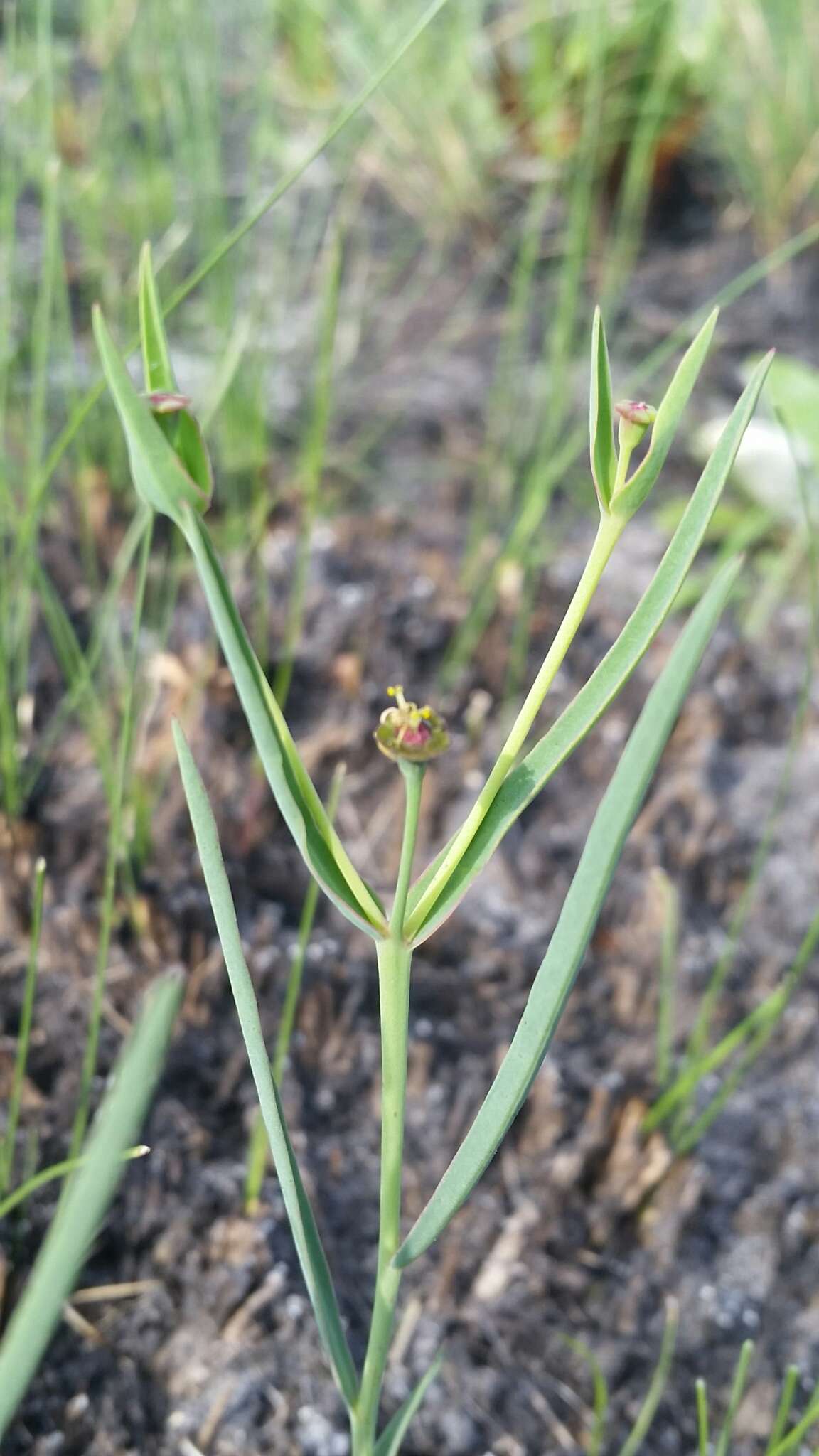 Euphorbia inundata var. garrettii E. L. Bridges & Orzell resmi