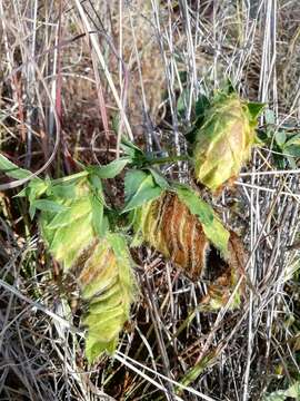 Plancia ëd Barleria macrostegia Nees