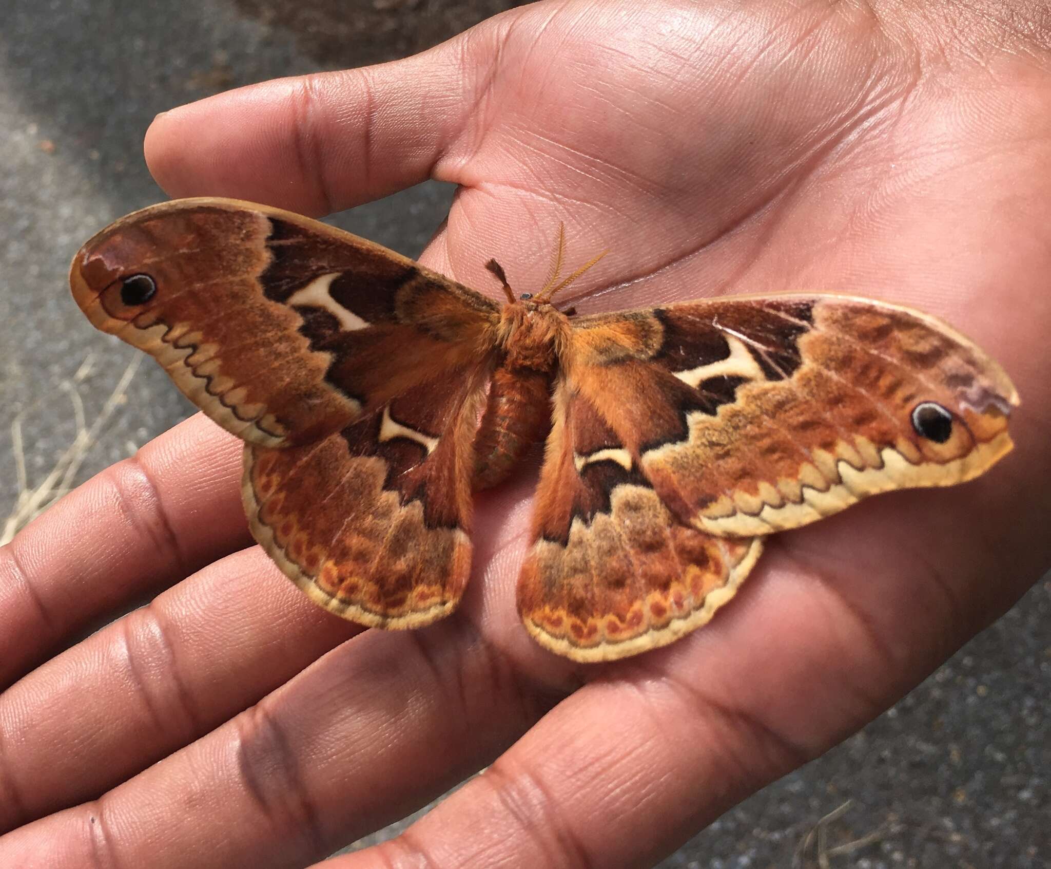 Image of Tulip-tree Silkmoth