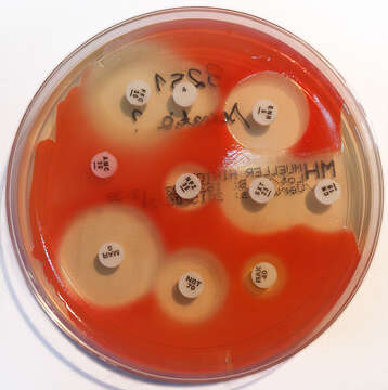 Image of Serratia