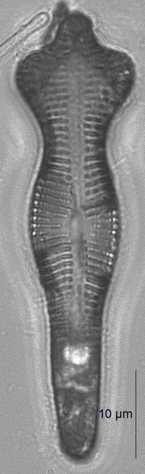 صورة Gomphonema acuminatum