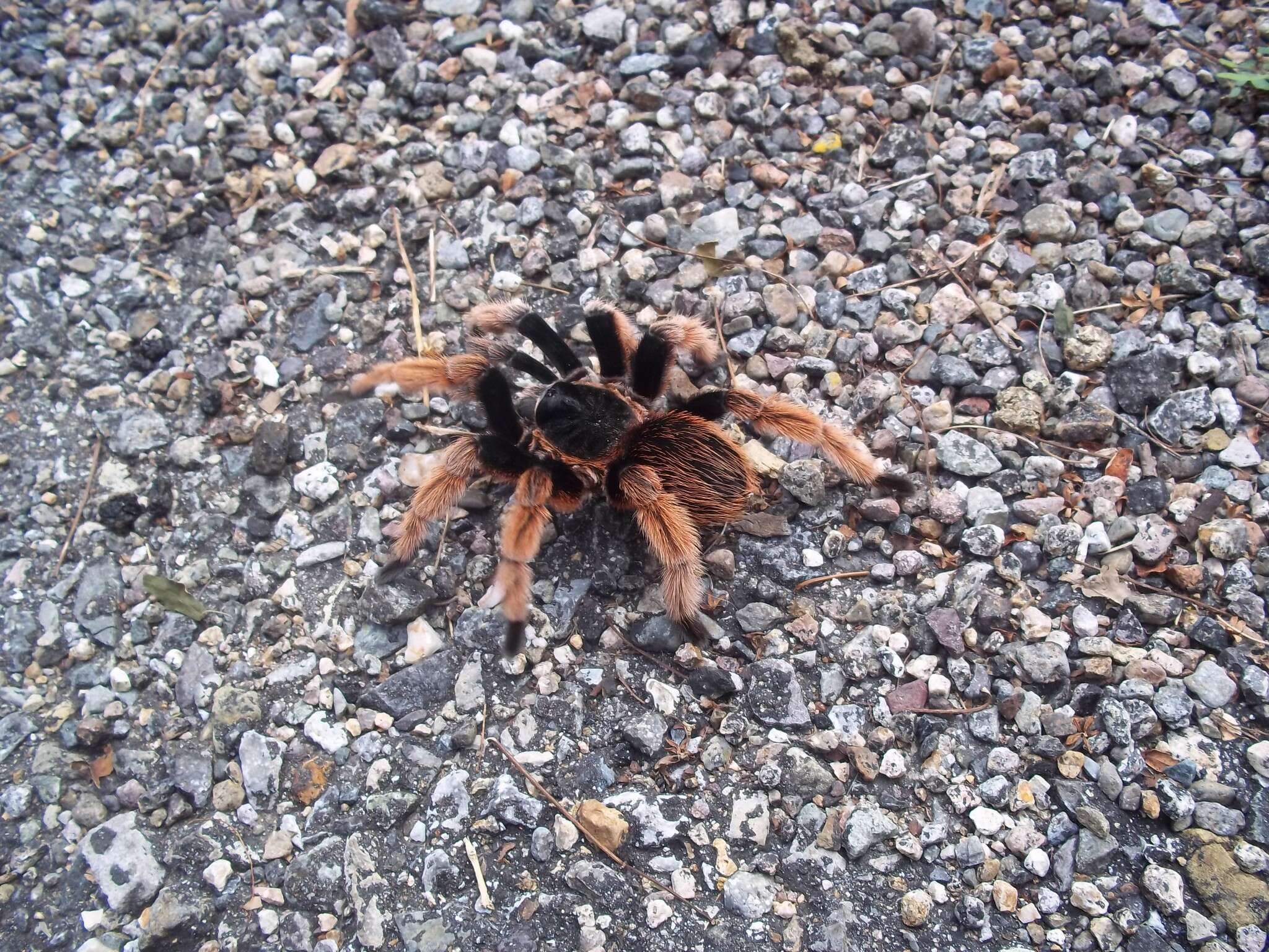 Image of Mexican Pink Tarantula