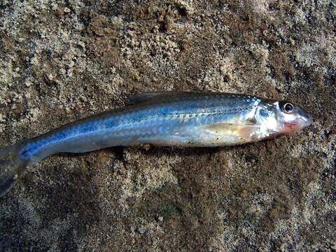 Image of White-finned Gudgeon