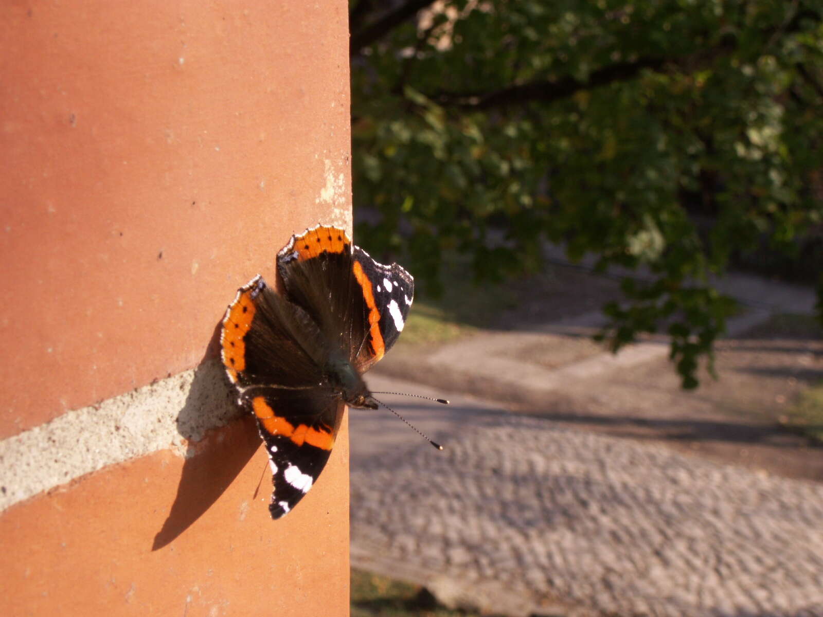 Image of Red Admiral