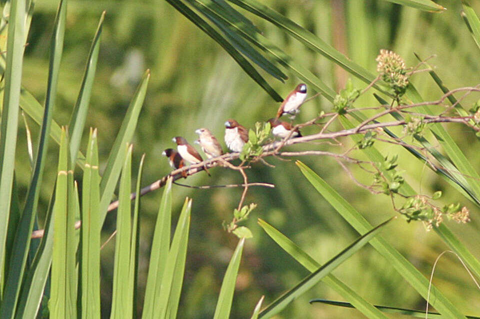 Image of Five-colored Munia