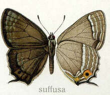 Image de Favonius orientalis (Murray 1875)