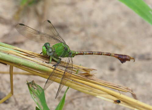 Imagem de Paragomphus cataractae Pinhey 1963