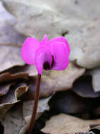 Image of Cyclamen coum Miller