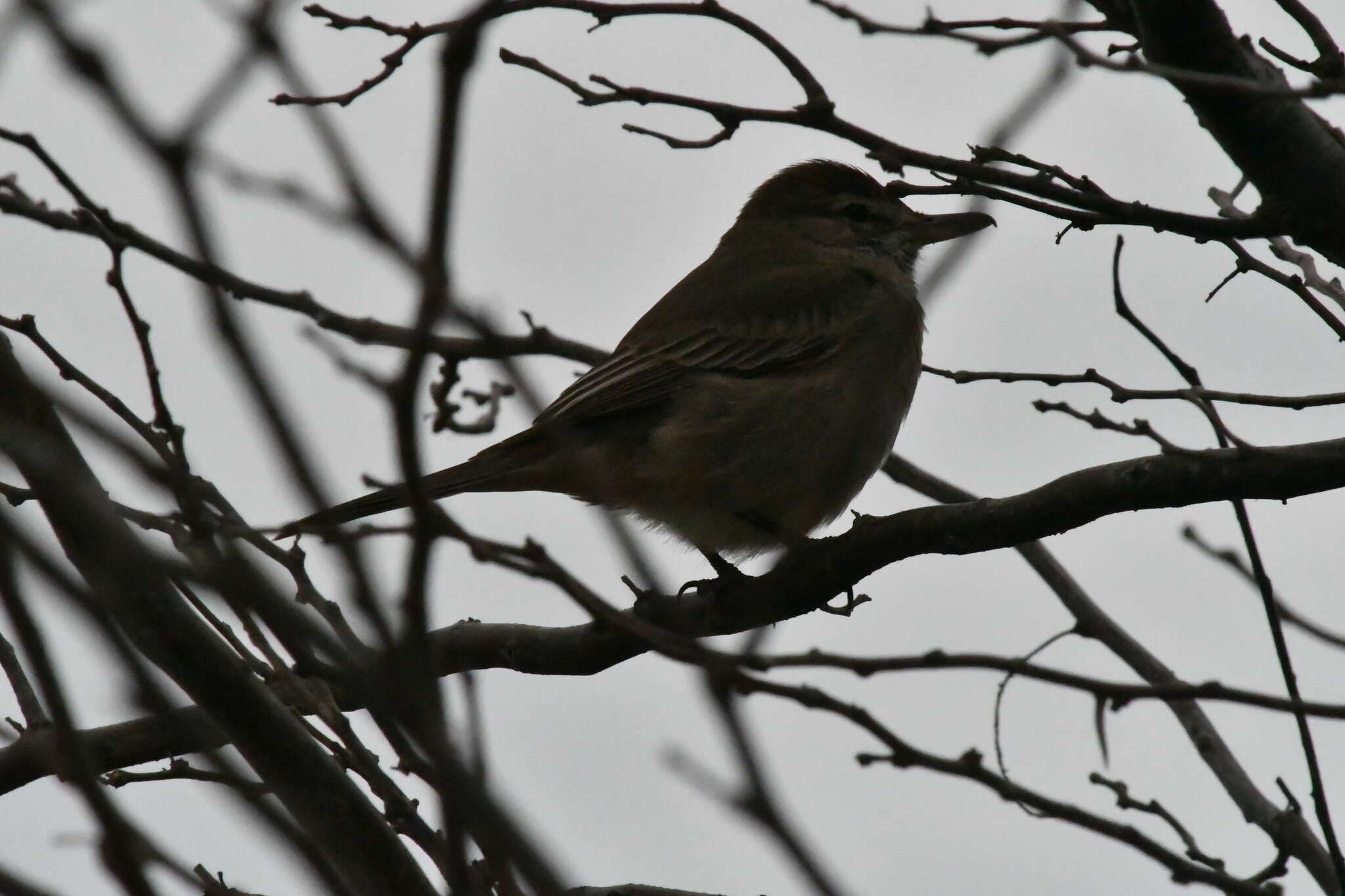 Image of Gray-bellied Shrike-Tyrant