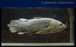 Image de Latimeria