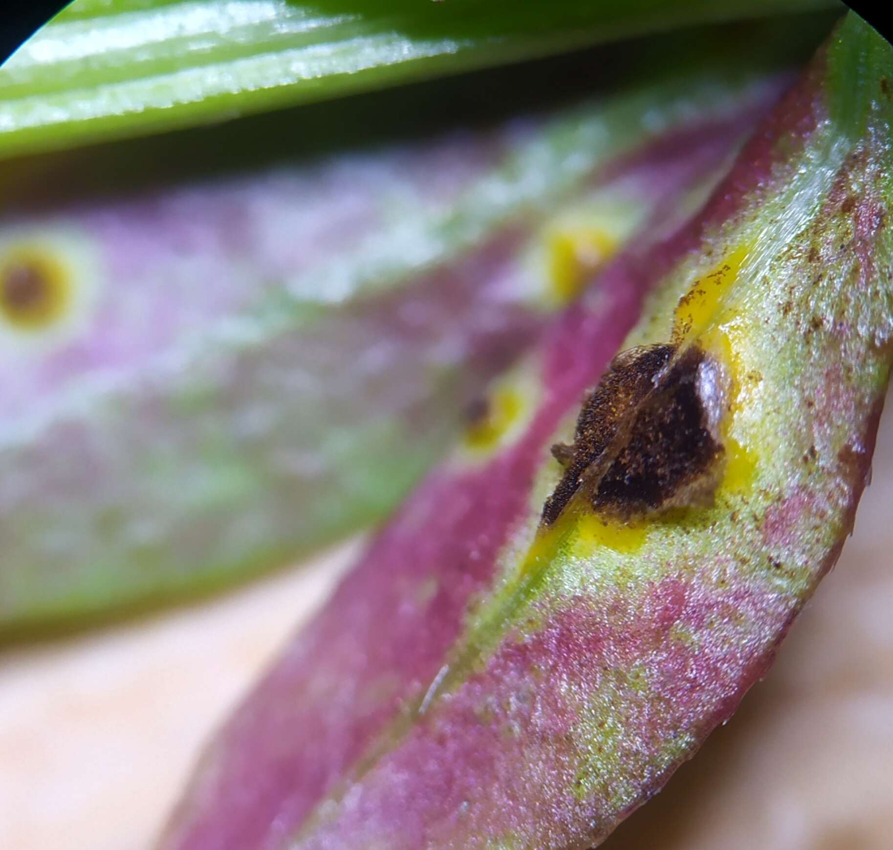 Image of Puccinia punctata Link 1816
