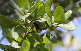 Image of Yellow-bellied Hyliota