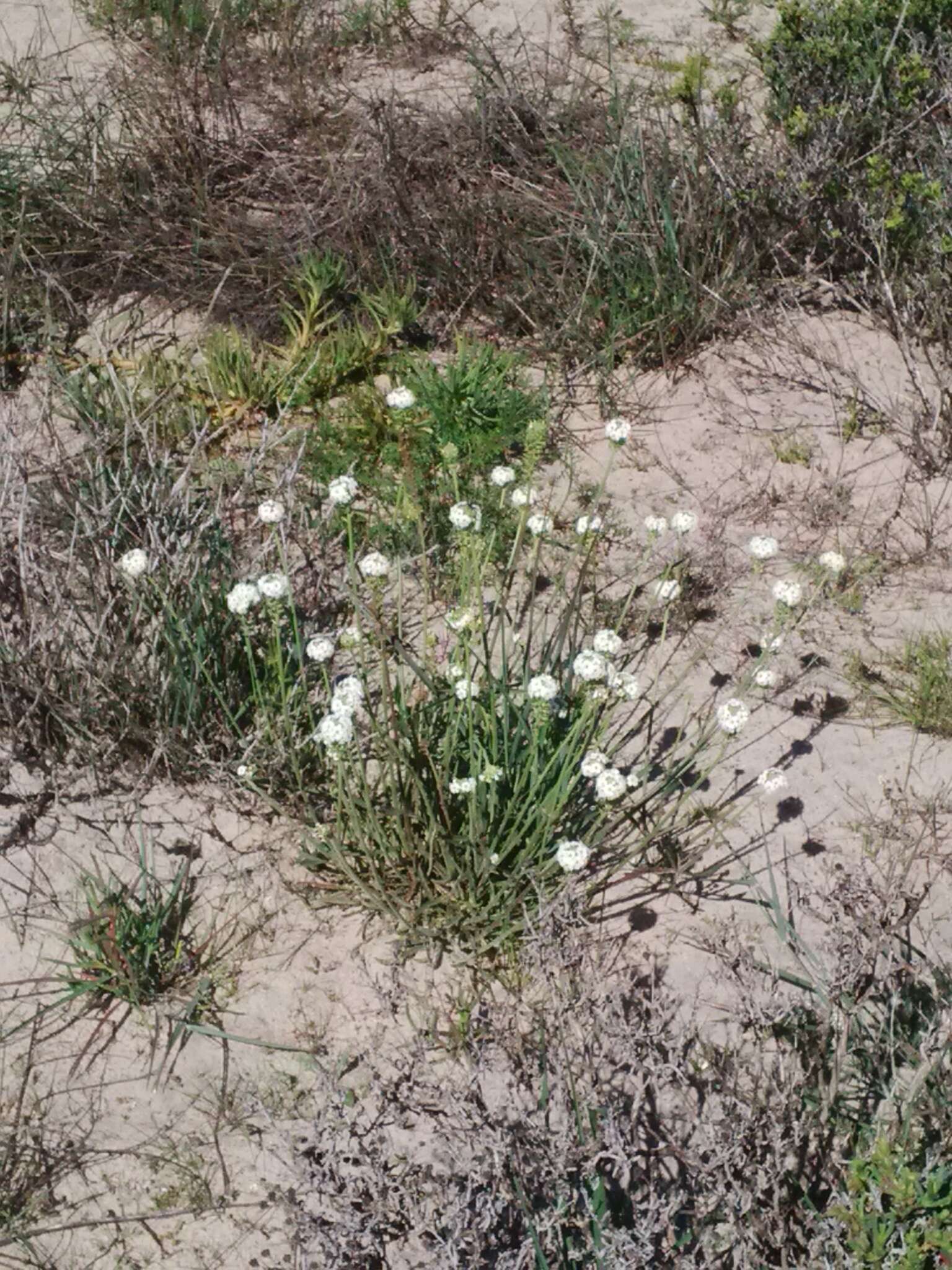 Image of Manulea altissima L. fil.