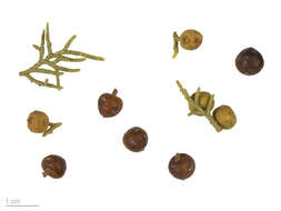 Image of Phoenician Juniper