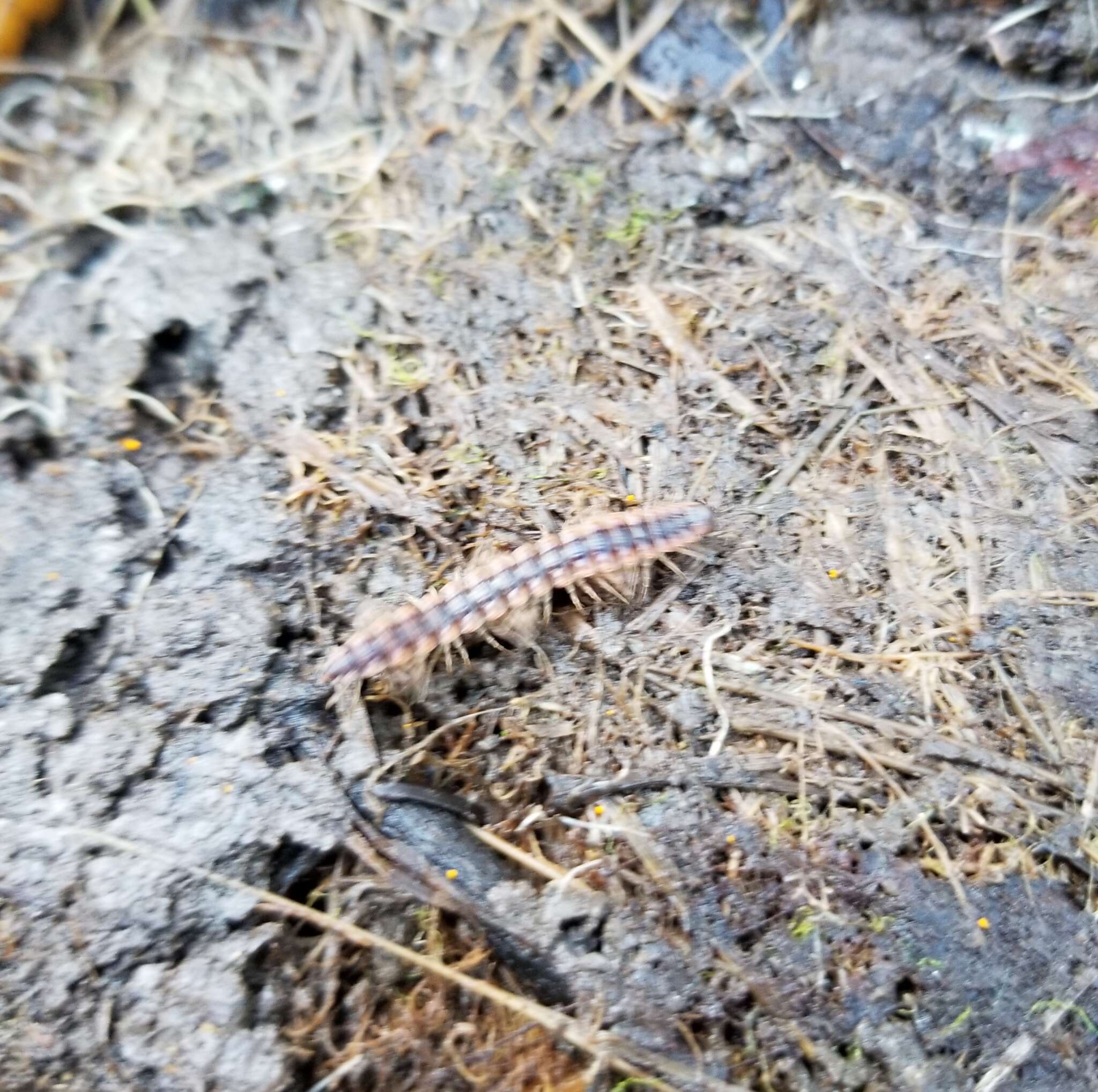 Слика од Pseudopolydesmus canadensis (Newport 1844)