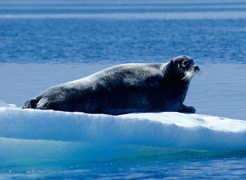 Image of bearded seal