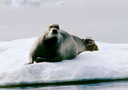 Image of bearded seal