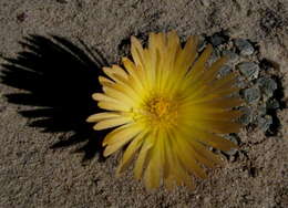 Image of Fenestraria rhopalophylla subsp. aurantiaca (N. E. Br.) H. E. K. Hartm.