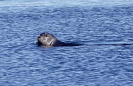 Image of bearded seal