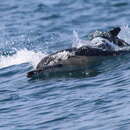 صورة Delphinus delphis delphis Linnaeus 1758