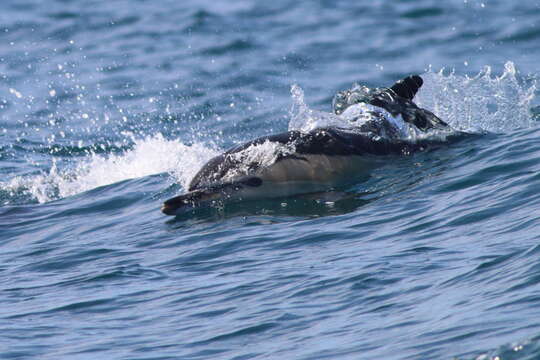 Delphinus delphis delphis Linnaeus 1758 resmi