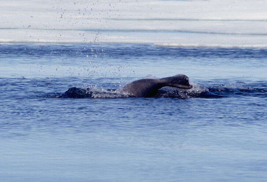 Image of bearded seal