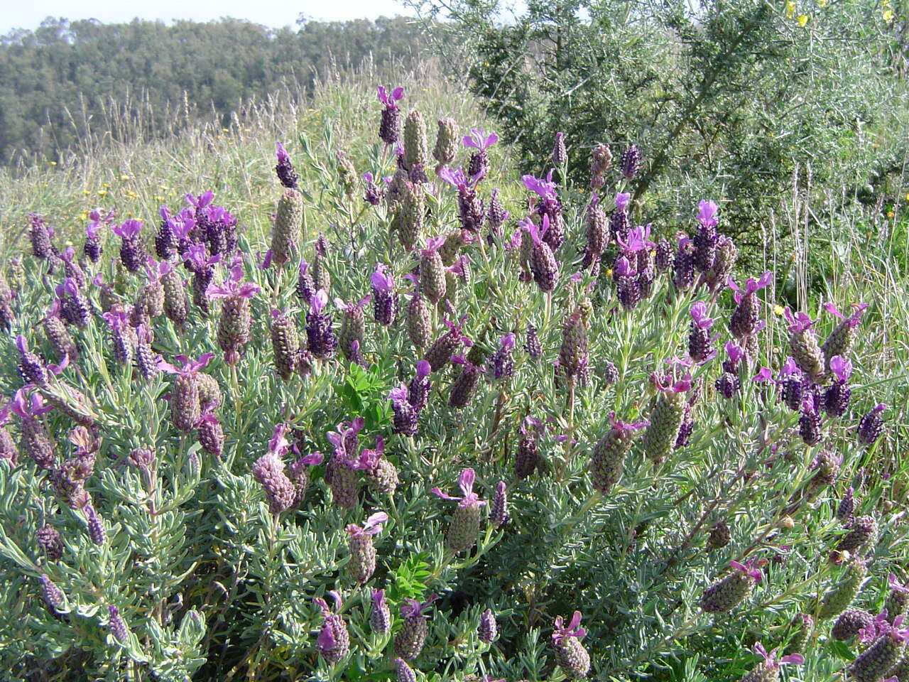 Imagem de Lavandula stoechas L.