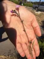 Image de Epilobium brachycarpum Presl