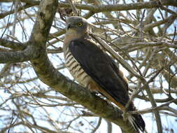 Image of Pacific Baza