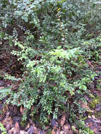 Image of evergreen huckleberry