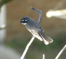 Image of Grey Fantail