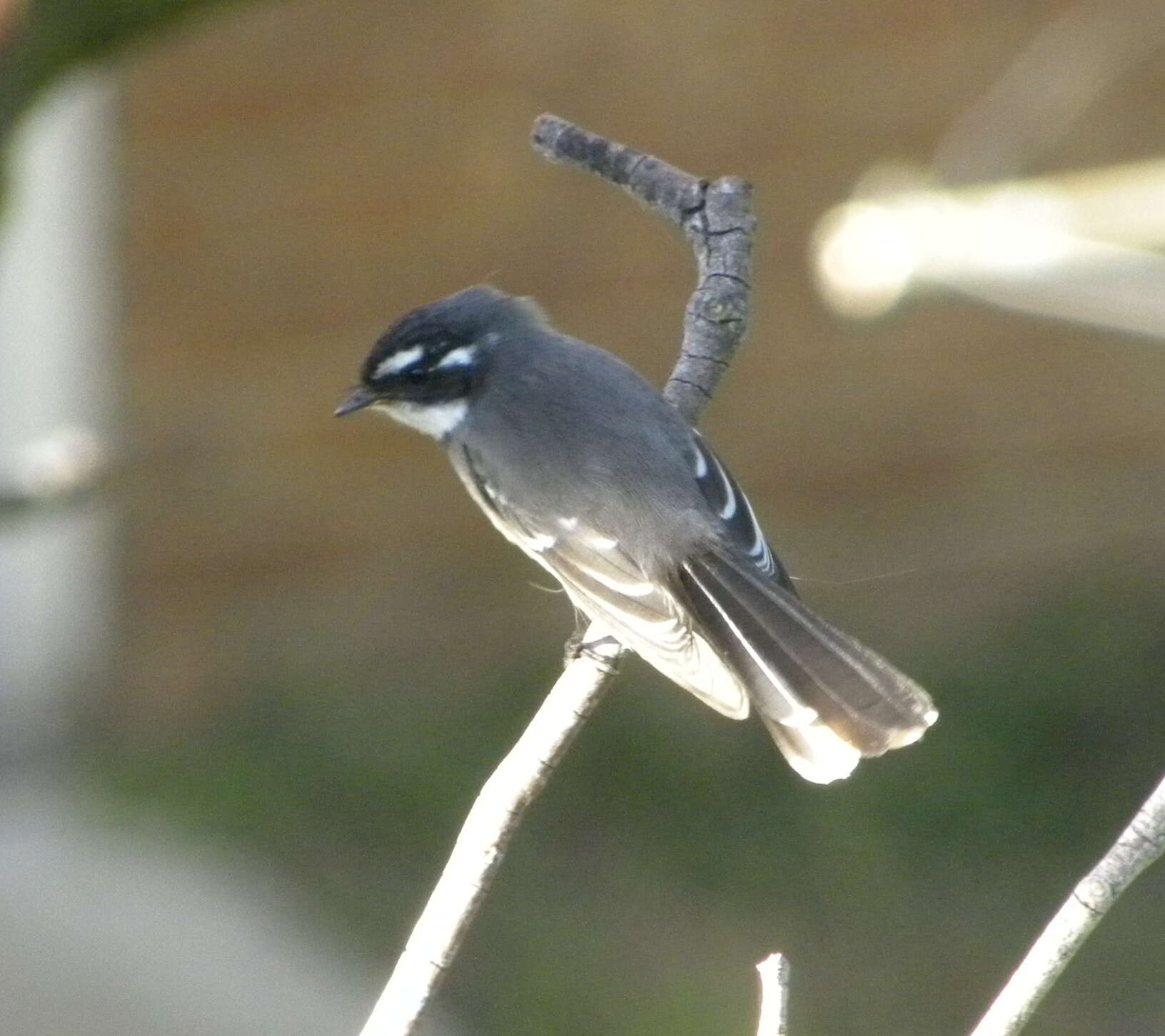 Image of Grey Fantail